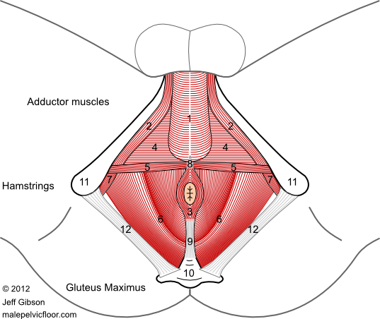 Bony Anatomy of the Pelvis – Male Posterior – Artery Studios