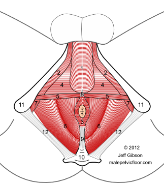 bulbospongiosus trigger points