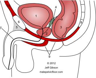 prostate gland and pelvic floor muscles