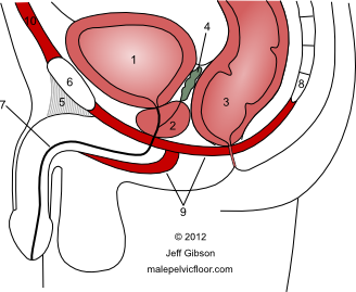 Male Pelvic Floor Advanced Massage And Bodywork