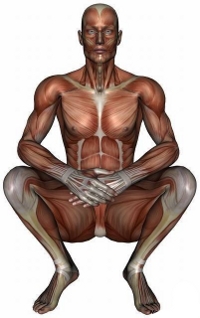 anatomy man image
