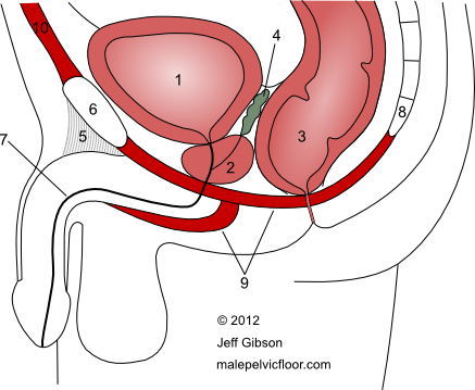 male pelvic floor muscles and organs: side view cross section