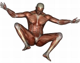 imagen de hombre de anatomía