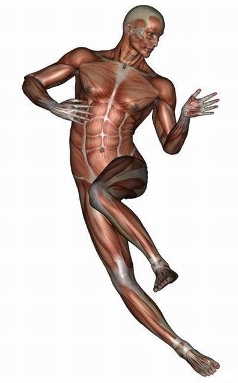 anatomy man image