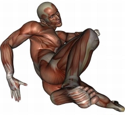 anatomy man image