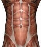 abdominal muscles image